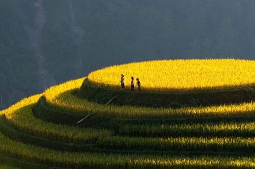 Mù Cang Chải có gì đặc biệt mà bạn nhất định phải đến