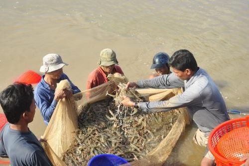 Xuất khẩu tôm của Việt Nam vào Châu Âu tăng mạnh
