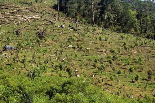 Sơn La: Rùng mình phát hiện thi thể người đàn ông trong nương dong