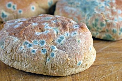 Nấm mốc, hiểm họa tiềm ẩn