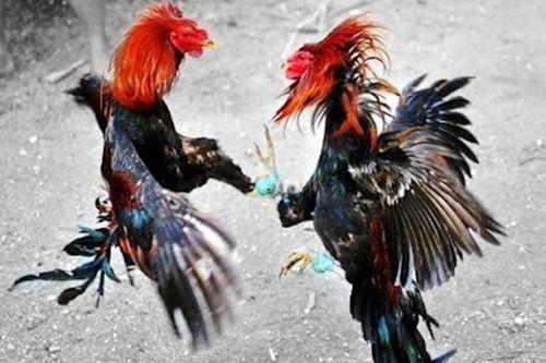 Phá ổ cá độ đá gà