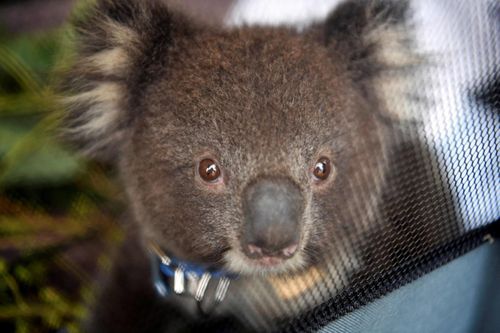 Cuộc chiến koala ngã ngũ ở Australia