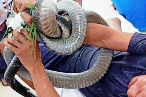 Hành trình điều trị cho người bị rắn hổ mang chúa cắn