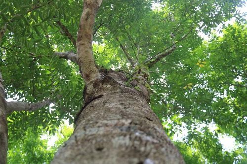 Hà Tĩnh: Về nơi 'thủ phủ' dó trầm Phúc Trạch