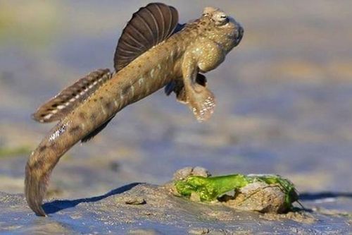 Loài dị cá ở Việt Nam biết 'khiêu vũ' và leo cây cực đỉnh
