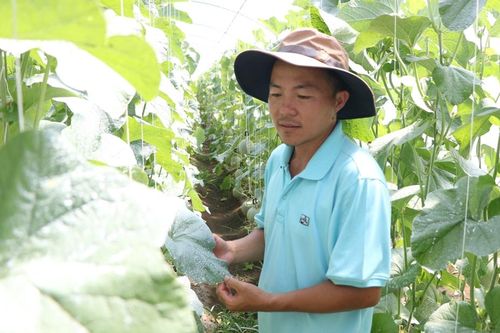 Nghỉ việc trồng dưa lưới công nghệ cao, thanh niên kiếm trên 60 triệu đồng mỗi vụ