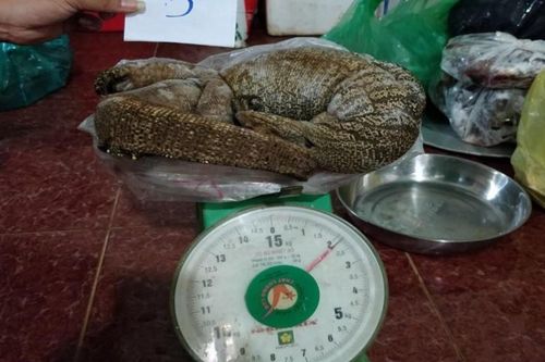 Khởi tố người phụ nữ mua bán động vật hoang dã, quý hiếm ở Đắk Nông