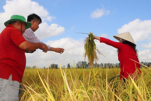 Cấp chứng nhận cho gạo thơm được miễn thuế khi xuất khẩu sang EU