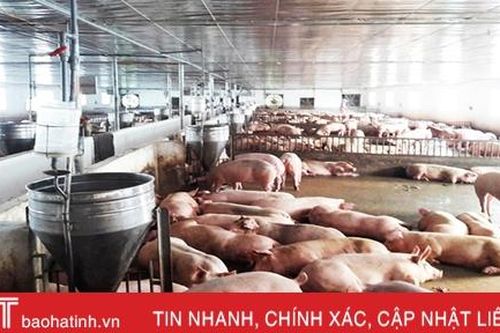 Hương Sơn đình chỉ 10 cơ sở chăn nuôi lợn không đảm bảo môi trường