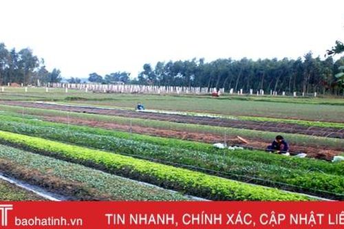 Can Lộc ra mắt Tổ hội 'Sản xuất cây giống, rau, củ, quả'