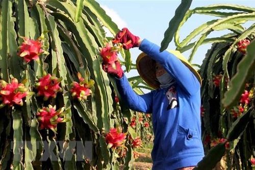 Mở rộng diện tích và đối tượng ứng dụng nông nghiệp công nghệ cao