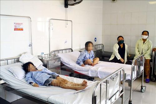 Tất cả học sinh bị ong đốt ở Nghệ An đều đi học bình thường trở lại
