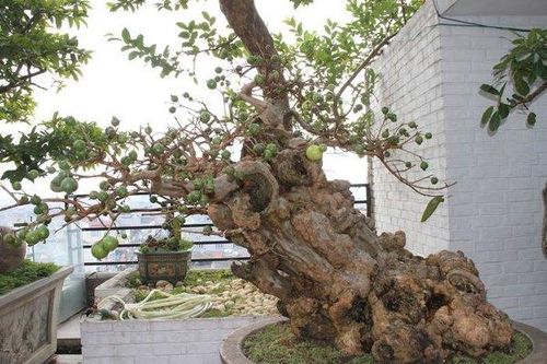 Cây ổi 'vạn người mê', đại gia sẵn sàng xuống tay tiền tỷ để sở hữu
