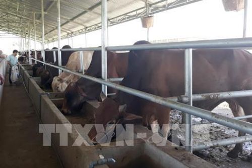 HAGL chuyển nợ thành vốn góp cổ phần tại Chăn nuôi Gia Lai