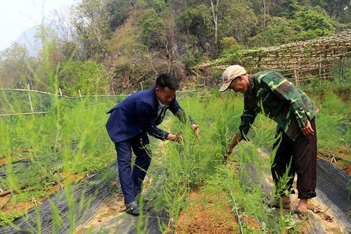 Tái cơ cấu ngành Nông nghiệp theo chiều sâu