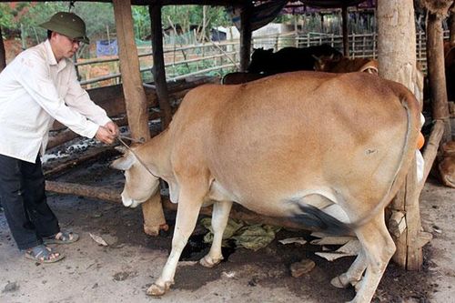 Nhân lên những điển hình nông dân sản xuất giỏi