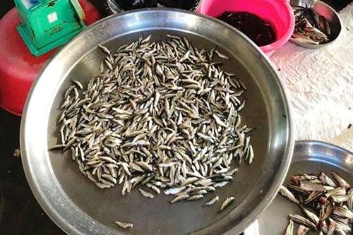 Khởi động mùa cá linh non