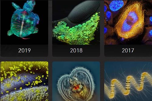 Cuộc thi Ảnh Quốc tế Nikon Small World Competition 2020