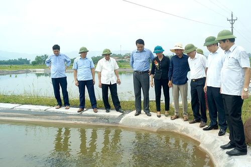Đảm bảo tiến độ sản xuất vụ đông, chú trọng liên kết sản xuất, nâng cao hiệu quả kinh tế