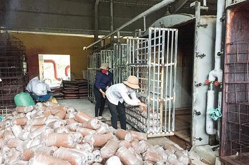 Ứng dụng khoa học và công nghệ trong sản xuất giống nấm