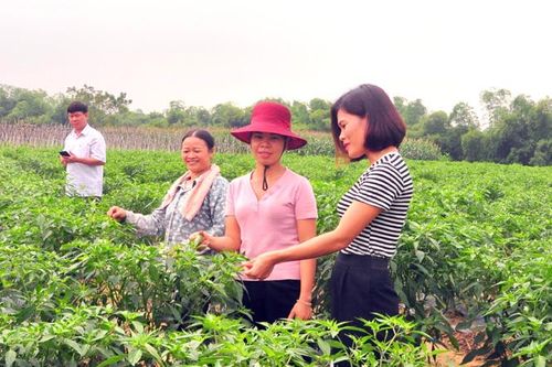 Nhiều địa phương giảm diện tích cây vụ đông