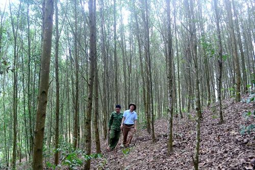 Bước phát triển đột phá - Bài 3: Liên kết phát triển rừng bền vững