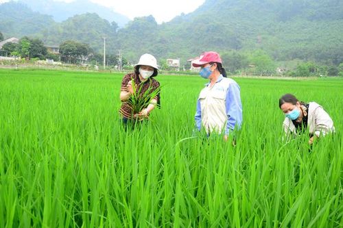 Kịp thời phòng, trừ sâu bệnh hại lúa mùa