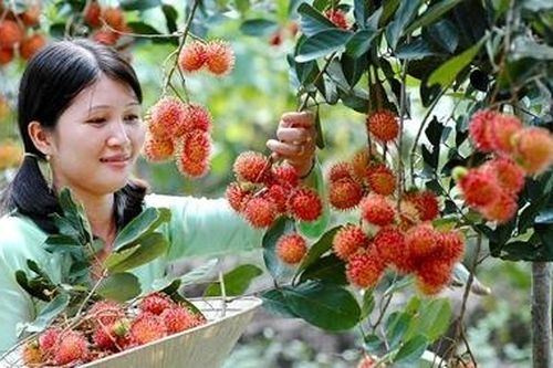 Nhiều loại nông sản, trái cây tăng giá, nông dân phấn khởi