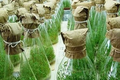 Nhiều giống cây nguyên liệu giấy cho năng suất, chất lượng cao từ ứng dụng công nghệ