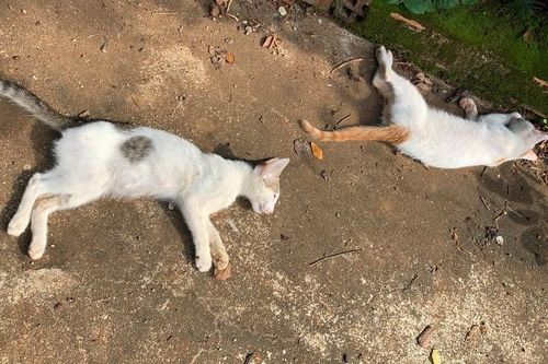 24 con chó, mèo bị đầu độc