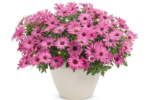 Tử vi hôm nay 12/9 của 12 cung hoàng đạo: Kim Ngưu có cơ hội nhận thêm các dự án mới