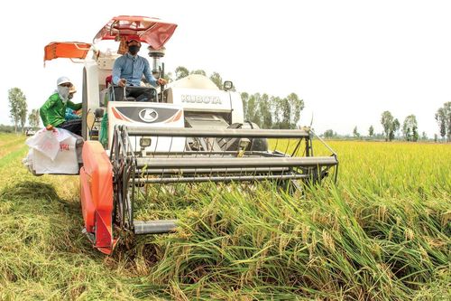 Nông nghiệp tiếp tục khẳng định trụ đỡ nền kinh tế