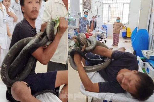 Hành trình giành giật sự sống cho người đàn ông bị rắn hổ mang chúa cắn