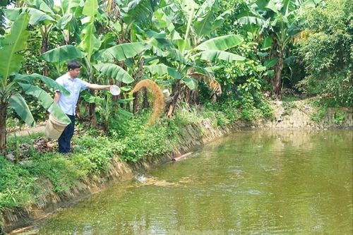 Bí thư đoàn kiêm chủ trang trại