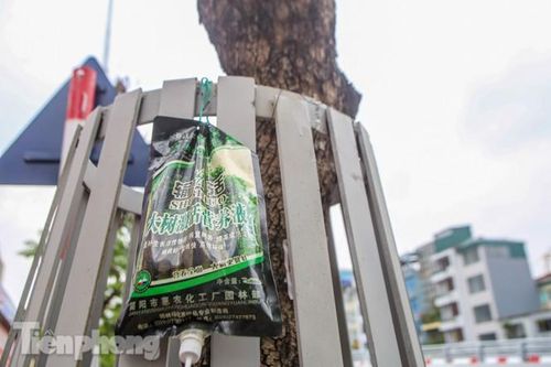 Được 'cấp cứu' liên tục, hàng sưa đỏ phố Nguyễn Văn Huyên vẫn héo úa