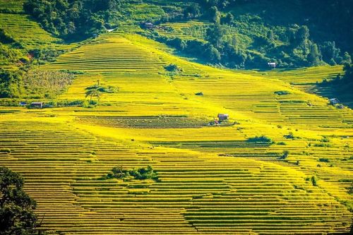 Ngỡ ngàng với mùa vàng Sa Pa