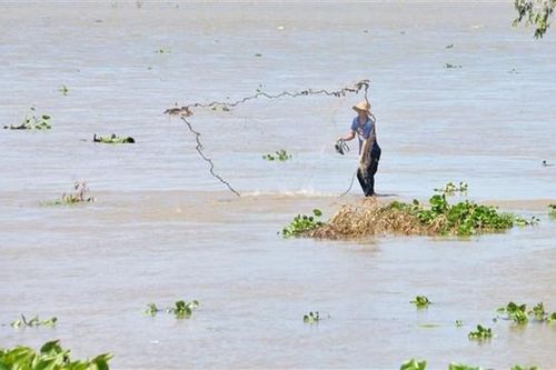 Thú vị nghề đẩy lưới, xúc rận nước ở Đồng Tháp trong mùa nước nổi