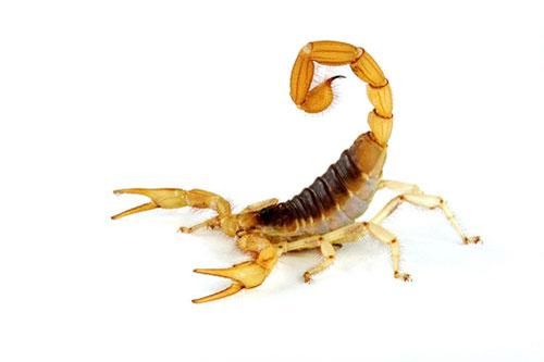 15 loài vật làm nên lịch sử trong các cuộc chiến tranh