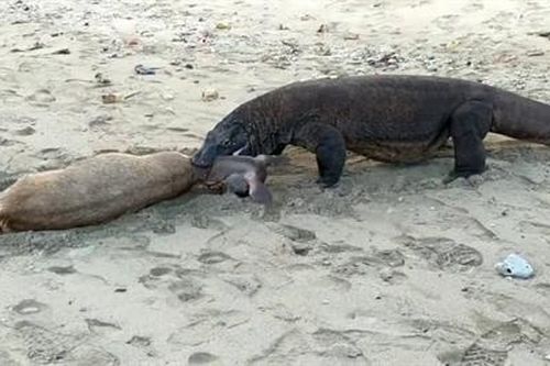 Rồng Komodo lao xuống biển, lôi con mồi lên xé xác