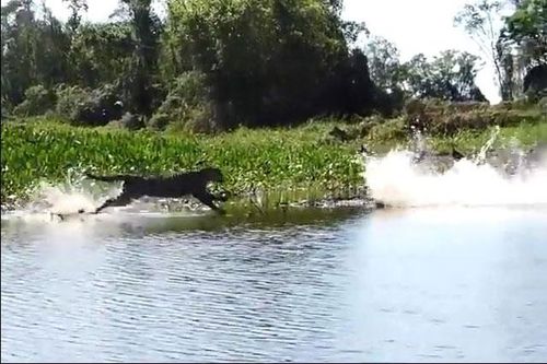 Báo đốm săn cá sấu Caiman: 'Cái kết buồn' cho kẻ săn mồi