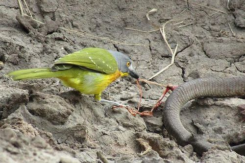 Rắn hổ mang 'khủng' chết thảm khi bị chim moi ruột