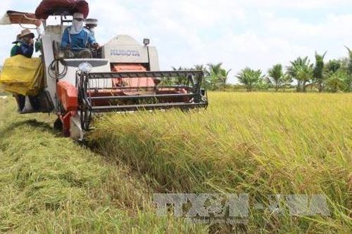 Tăng diện tích lúa đặc sản và bao tiêu cho người trồng