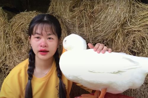 Cô bé YouTuber Sâu khóc nức nở khi rời xa chú vịt cưng để đi học, dân mạng bùi ngùi xúc động