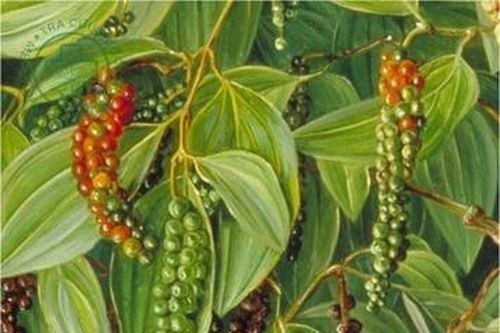 Giá tiêu hôm nay 12/9: Giữ ổn định quanh mốc 50.000 đồng/kg