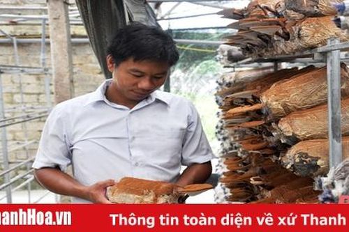 Kỹ sư công nghiệp làm giàu từ cây nấm