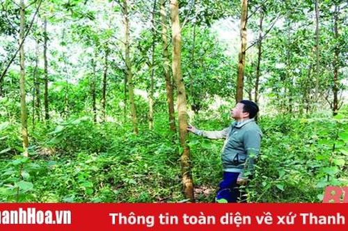 Những mô hình hiệu quả trong phát triển kinh tế lâm nghiệp ở miền núi