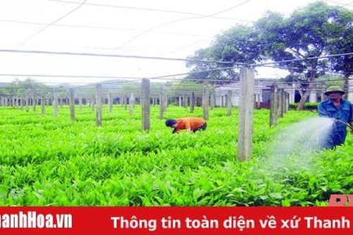 Toàn tỉnh trồng mới 7.053 ha rừng