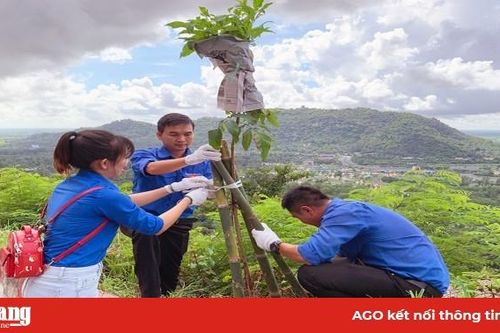 Trồng cây tạo vẻ mỹ quan cho núi Cấm