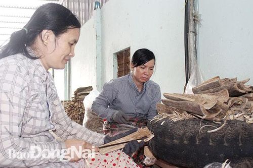 Tìm hướng đi bền vững