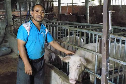 Gia Lai: Tăng cường phòng-chống dịch tả heo Châu Phi